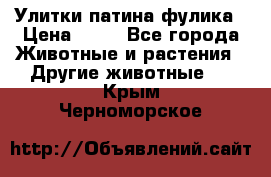 Улитки патина фулика › Цена ­ 10 - Все города Животные и растения » Другие животные   . Крым,Черноморское